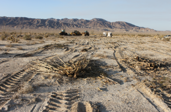 Grove of giant ocotillos has been destroyed