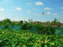 community garden, South Bay area