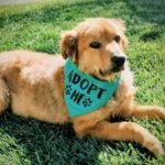 San Diego Humane Society slashing fees for ‘Empty the Shelters’ drive