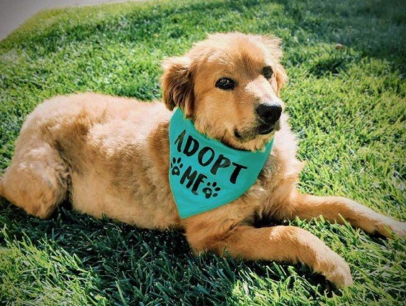 San Diego Humane Society slashing fees for ‘Empty the Shelters’ drive