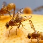 82 square mile quarantine area declared after Mexican fruit flies found in La Mesa: all 4 East County cities, some unincorporated areas and San Diego neighborhoods are included