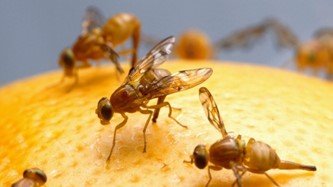 82 square mile quarantine area declared after Mexican fruit flies found in La Mesa: all 4 East County cities, some unincorporated areas and San Diego neighborhoods are included