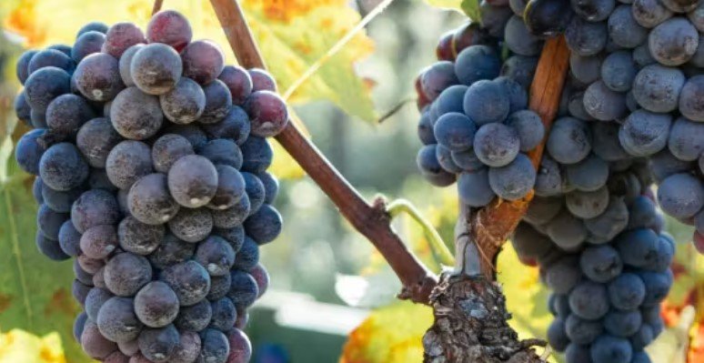 San Diego County to host first focus group on rural winery expansion