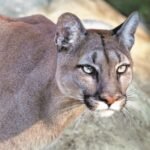 Mountain lion captured in Escondido neighborhood