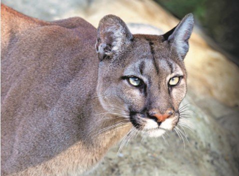 Mountain lion captured in Escondido neighborhood