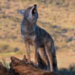 Proposal would open 95% of federal wildlife refuges to hunting and fishing