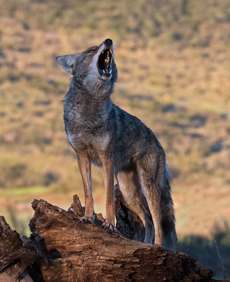 Proposal would open 95% of federal wildlife refuges to hunting and fishing