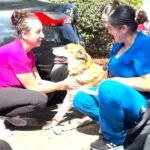 Reunions part of massive rescue operation of 700+ animals at Villa Chardonnay