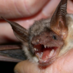 Rabies on the rise: 14 rabid bats found in San Diego County this year: latest cases include Santee, Zoo, and Safari Park