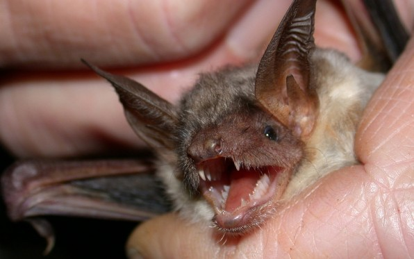 Rabies on the rise: 14 rabid bats found in San Diego County this year: latest cases include Santee, Zoo, and Safari Park
